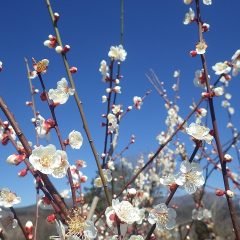 快晴の青空に梅の花が咲き乱れています