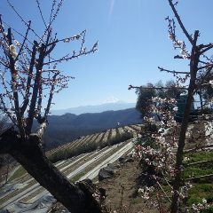 農場では満開になった梅の間から富士山を望む事が出来ます