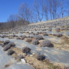 無事に冬を過ごしたラベンダー畑