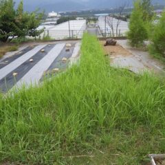 膝位の高さまで雑草が伸びてしまい歩けない状態です