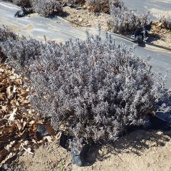 株の凹凸を無くし光が万遍なく当たり、沢山の新芽を出す様に理想的なドーム型に近付くように剪定します