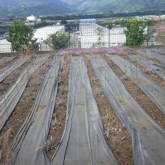 除草作業の終わったティートゥリー畑