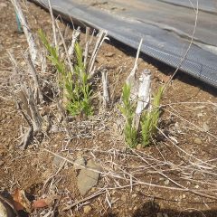 株元から次々に新芽が伸び始めています