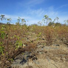 ローズ畑の除草した草の草出し作業