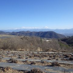 剪定の終わったラベンダー畑から富士山を望む