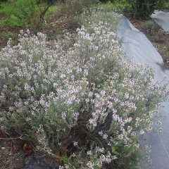 タイム・ブルガリスの花が咲いています