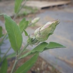 セージには大きな蕾が出来ています