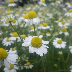 満開の花から甘酸っぱいリンゴの香りが漂って来ます