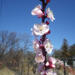 アプリコット開花！