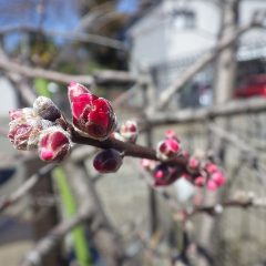 アーモンドの蕾からピンクの花弁がハッキリと分かるようになりました