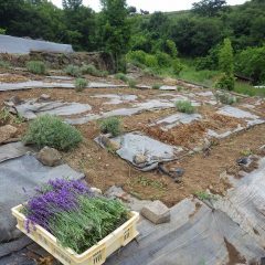 刈り取るとラベンダーの香りが畑に漂います