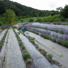 一株一株丁寧に刈り取って行きます