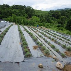 綺麗に刈り取られたラベンダー畑