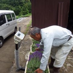 最後に収獲したラベンダーを計量して蒸留所に運びます