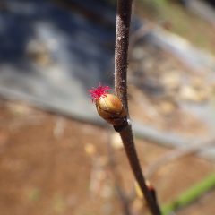 ヘーゼルナッツの雌花が咲きました