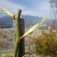 事務局前のローズは葉先が出始めました