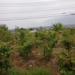 朝からの雨に濡れる事務局前のローズ畑