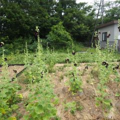 雨の中で咲くブラックマロウ