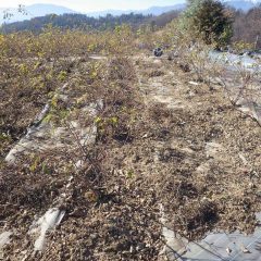 除草した草と切った枝の片付け作業