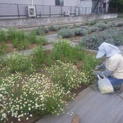 収穫はひと花ひと花、丁寧に摘み取られ夕方まで作業は続きました