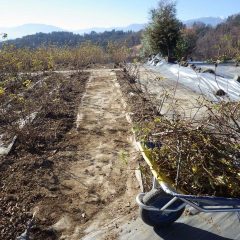 通路にはみ出た枝を切り本剪定をやりやすくします