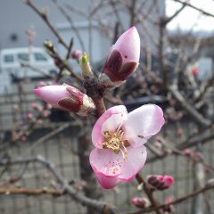 アーモンドの花がほころび始めました