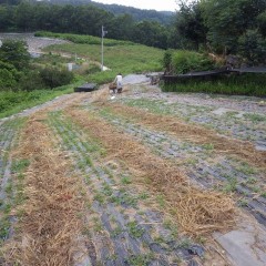 9日間連続の猛暑日で先週除草した雑草は完全に干し草になっています