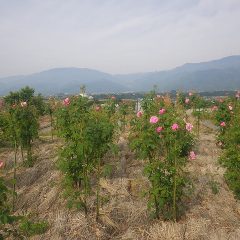 事務局前のローズ畑は花がいっぱい咲いています