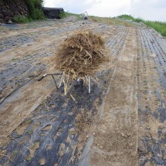 除草した草を畑の外に運び出しました