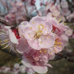 アプリコットの花は満開になりました