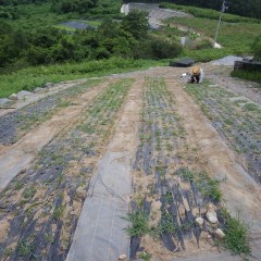 これで終わりだと良いのですが・・・・・