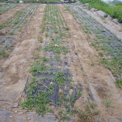 既に雑草がビッシリと生えています