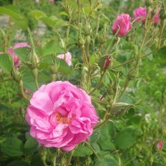 綺麗なローズピンクの花