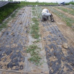 また振り出しに戻っての除草作業