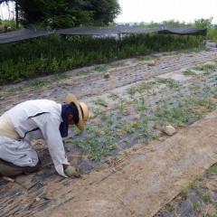 正に無間地獄の日々