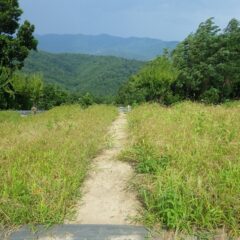 雑草で覆われてしまっています