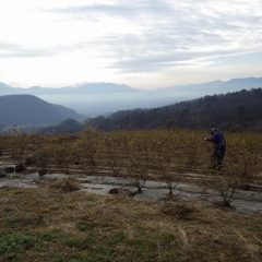 次のローズ畑の除草作業が始まっています