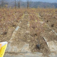 除草した草と切った枝の後片付け作業の続きです