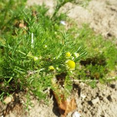 カモマイル・ジャーマンに蕾が出来始めています