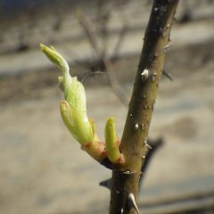 農場のローズも葉が出始めた株もありました