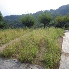 続いてこちらの畑