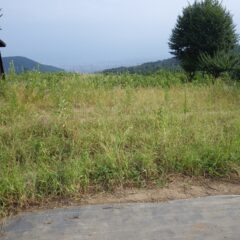 感心するほど雑草が生えています
