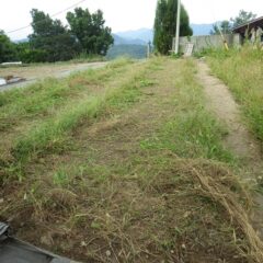 こちらも草刈り作業開始