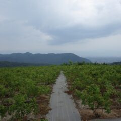 夕立が降りそうで降らない蒸し暑い一日でした