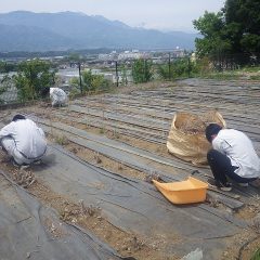 ティートゥリー畑では新芽の成長の邪魔になる古い枝を取り除いています