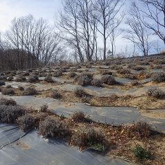 ラベンダー畑で春剪定作業の続きをしました