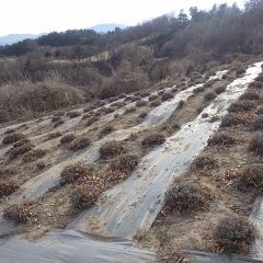 今日はここまで剪定作業して作業終了となりました