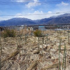 事務局前のローズ畑、周囲の山は先日降った雪で山肌が白く見えます