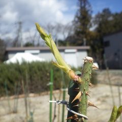 もう直ぐ葉が開きそうです