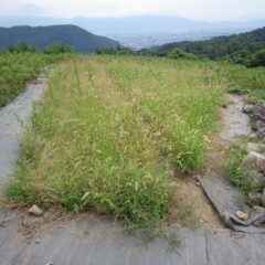 カモマイル・ジャーマン畑の草刈り作業の続きです